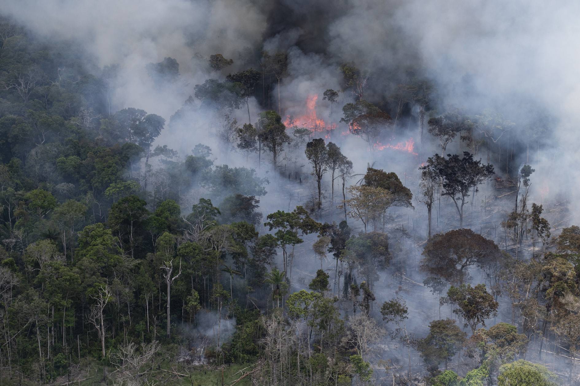 A floresta amazônica está queimando